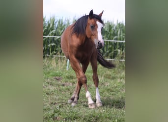 Arabian horses, Gelding, 5 years, 15.1 hh, Brown