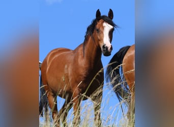 Arabian horses, Gelding, 5 years, 15.1 hh, Brown