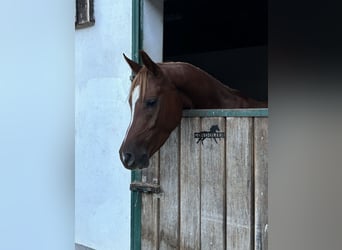 Arabian horses, Gelding, 5 years, 15,1 hh, Chestnut-Red