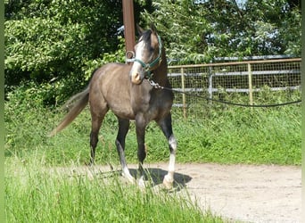 Arabian horses, Gelding, 5 years, 15.1 hh, Grey