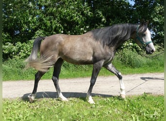 Arabian horses, Gelding, 5 years, 15.1 hh, Grey