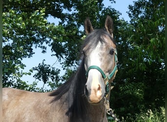 Arabian horses, Gelding, 5 years, 15.1 hh, Grey