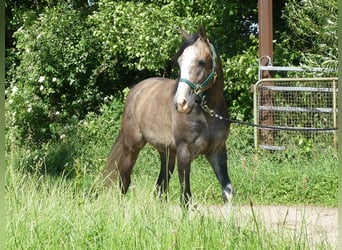 Arabian horses, Gelding, 5 years, 15.1 hh, Grey