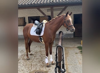 Arabian horses, Gelding, 5 years, 15.2 hh, Chestnut-Red