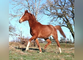 Arabian horses, Gelding, 5 years, 15.2 hh, Chestnut-Red