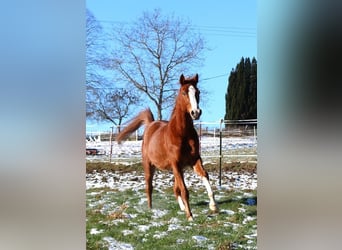 Arabian horses, Gelding, 5 years, 15.2 hh, Chestnut-Red