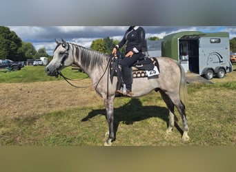 Arabian horses, Gelding, 5 years, 15.3 hh, Grey