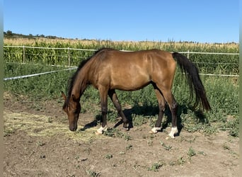 Arabian horses, Gelding, 5 years, 15 hh, Brown