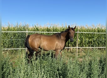 Arabian horses, Gelding, 5 years, 15 hh, Brown
