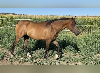 Arabian horses, Gelding, 5 years, 15 hh, Brown