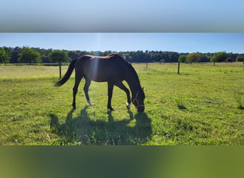 Arabian horses, Gelding, 5 years, 15 hh