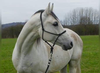 Arabian horses, Gelding, 5 years, 15 hh, Gray