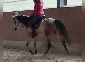 Arabian horses, Gelding, 5 years, 15 hh, Grey
