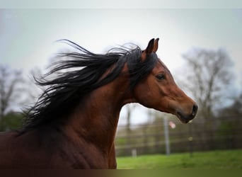 Arabian horses, Gelding, 5 years, 15,1 hh, Brown