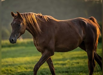 Arabian horses, Gelding, 5 years, 15,1 hh, Chestnut-Red