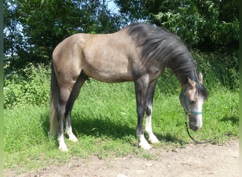 Arabian horses, Gelding, 5 years, 15,1 hh, Grey