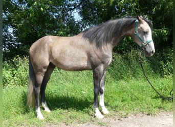 Arabian horses, Gelding, 5 years, 15,1 hh, Grey