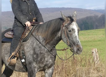 Arabian horses, Gelding, 5 years, 15,2 hh, Grey
