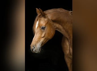Arabian horses, Gelding, 5 years, 15,2 hh, Rabicano