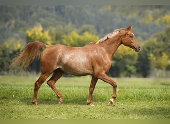 Arabian horses, Gelding, 5 years, 15,2 hh, Rabicano