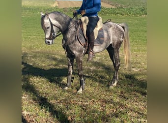 Arabian horses, Gelding, 5 years, Gray