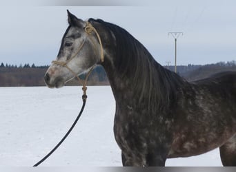 Arabian horses, Gelding, 6 years, 14.2 hh, Gray
