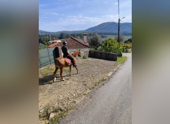 Arabian horses, Gelding, 6 years, 14.2 hh, Sorrel