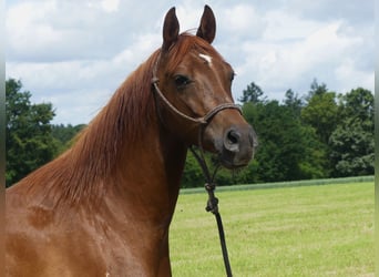 Arabian horses, Gelding, 6 years, 14,3 hh, Chestnut-Red