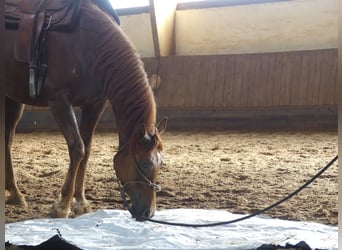 Arabian horses, Gelding, 6 years, 14,3 hh, Chestnut-Red