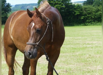 Arabian horses, Gelding, 6 years, 14,3 hh, Chestnut-Red