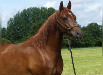 Arabian horses, Gelding, 6 years, 14,3 hh, Chestnut-Red