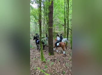 Arabian horses, Gelding, 6 years, 14,2 hh, Sorrel