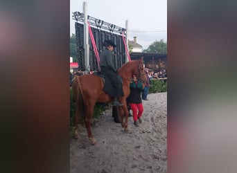 Arabian horses, Gelding, 6 years, 14,2 hh, Sorrel