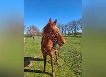 Arabian horses, Gelding, 6 years, 15.1 hh, Chestnut-Red