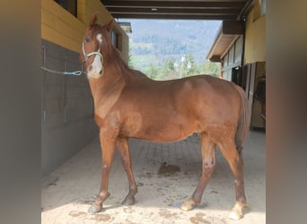 Arabian horses, Gelding, 6 years, 15,1 hh, Chestnut-Red