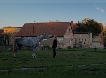 Arabian horses, Gelding, 6 years, 15.1 hh, Gray-Blue-Tan
