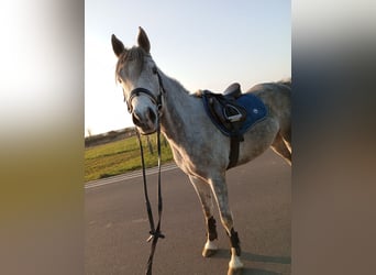 Arabian horses, Gelding, 6 years, 15.1 hh