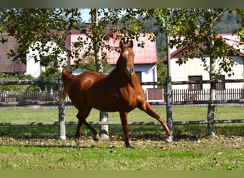 Arabian horses, Gelding, 6 years, 15,1 hh, Sorrel