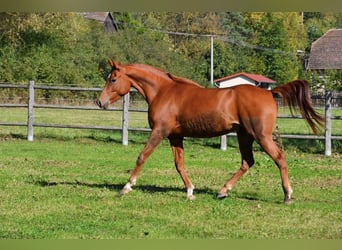 Arabian horses, Gelding, 6 years, 15,1 hh, Sorrel