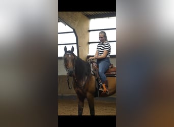 Arabian horses, Gelding, 6 years, 15.2 hh, Bay-Dark