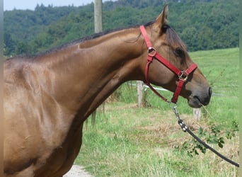 Arabian horses, Gelding, 6 years, 15.2 hh, Bay-Dark