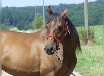 Arabian horses, Gelding, 6 years, 15.2 hh, Bay-Dark