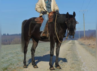 Arabian horses, Gelding, 6 years, 15.2 hh, Black