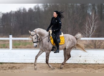 Arabian horses, Gelding, 6 years, 15.2 hh, Gray