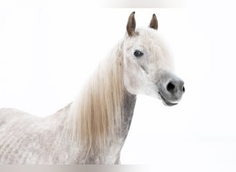 Arabian horses, Gelding, 6 years, 15.2 hh, Gray