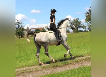 Arabian horses, Gelding, 6 years, 15.3 hh, Gray-Dapple