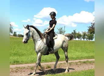 Arabian horses, Gelding, 6 years, 15.3 hh, Gray-Dapple