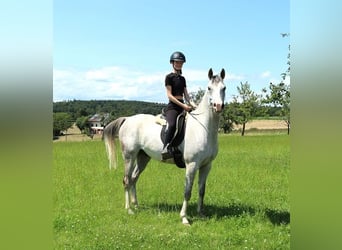 Arabian horses, Gelding, 6 years, 15.3 hh, Gray-Dapple