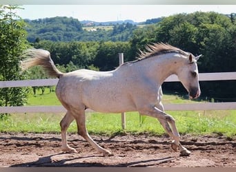 Arabian horses, Gelding, 6 years, 15.3 hh, Gray-Dapple