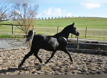 Arabian horses, Gelding, 6 years, 15 hh, Black